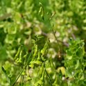Nicotiana langsdorfii (4)